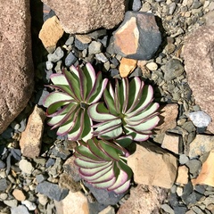 Oxalis loricata