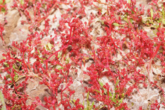 Crassula natans