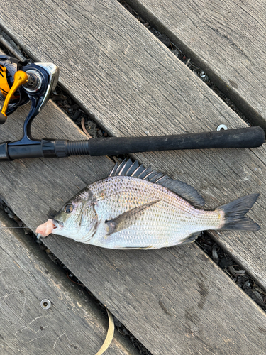 Acanthopagrus butcheri