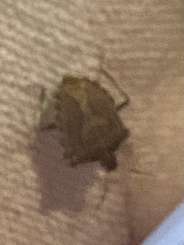 Brown Marmorated Stink Bug