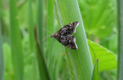 Prochoreutis sehestediana