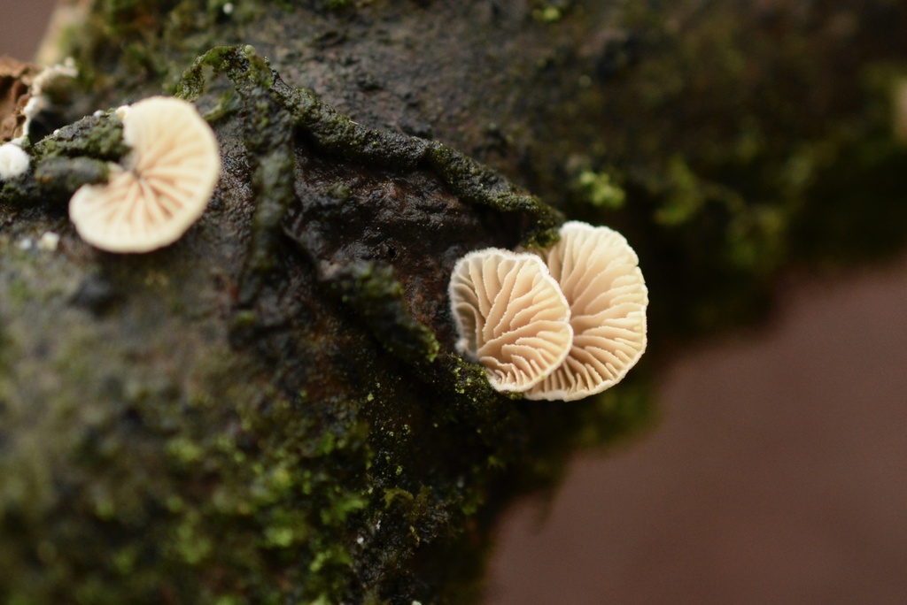 Crepidotus · February 2026 · photo: © cryptomarasmius (iNaturalist, cc-by)