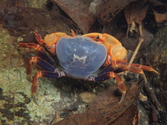 Nanhaipotamon aculatum