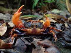 Nanhaipotamon aculatum