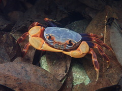 Nanhaipotamon aculatum