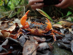Nanhaipotamon aculatum