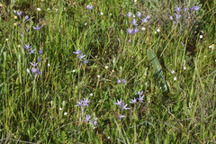 Hesperantha pilosa