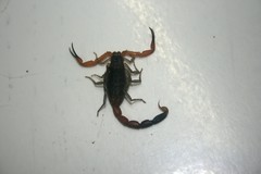 Heteroctenus junceus