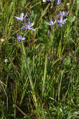 Hesperantha pilosa
