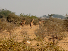 Boselaphus tragocamelus