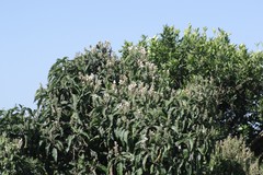 Justicia adhatodoides