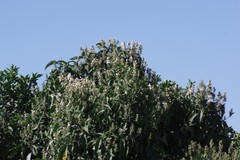 Justicia adhatodoides