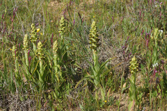 Pterygodium ingeanum