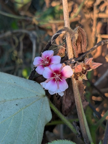 Melochia villosissima observed 2026-01-30