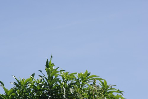 Quininetree