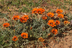 Gazania rigida