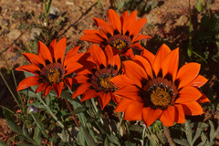Gazania rigida