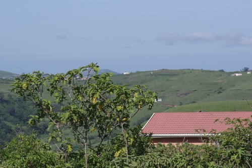 giant devil's-fig