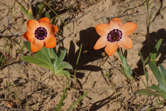 Sparaxis elegans