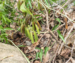 Neoalsomitra clavigera