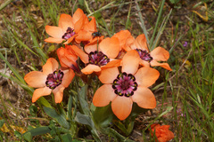Sparaxis elegans