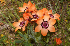 Sparaxis elegans