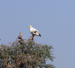 Neophron percnopterus