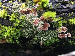 Cylindrobasidium evolvens