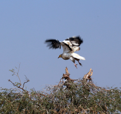 Neophron percnopterus