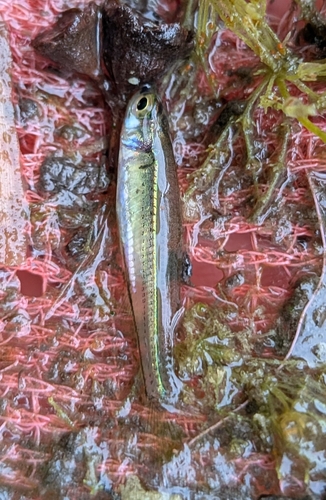 Flyspecked hardyhead (Craterocephalus stercusmuscarum) — Atherinidae — 3