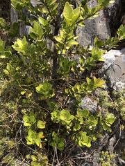 Phyllocladus aspleniifolius