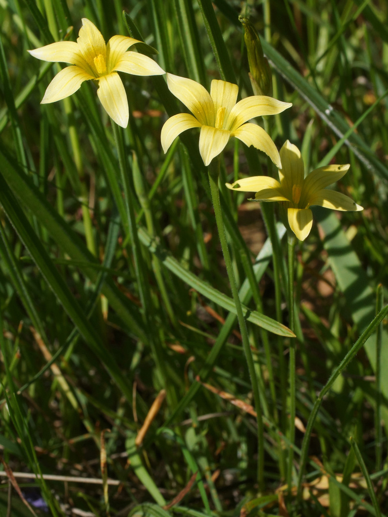 Brownstalk Froetang
