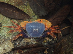 Nanhaipotamon aculatum