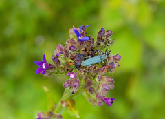 Phytoecia caerulescens
