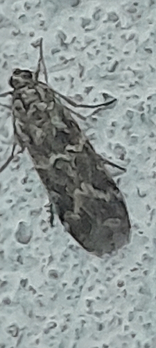 Yellow V Moth