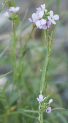 Erucaria hispanica