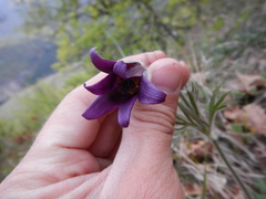 Pulsatilla montana