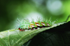 Automeris zugana