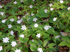 Anemonoides trifolia