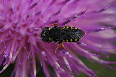 Pseudoanthidium nanum