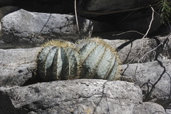 Ferocactus glaucescens