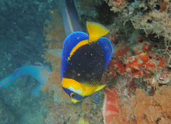 Scribbled Angelfish photo 5