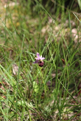 Ophrys exaltata splendida