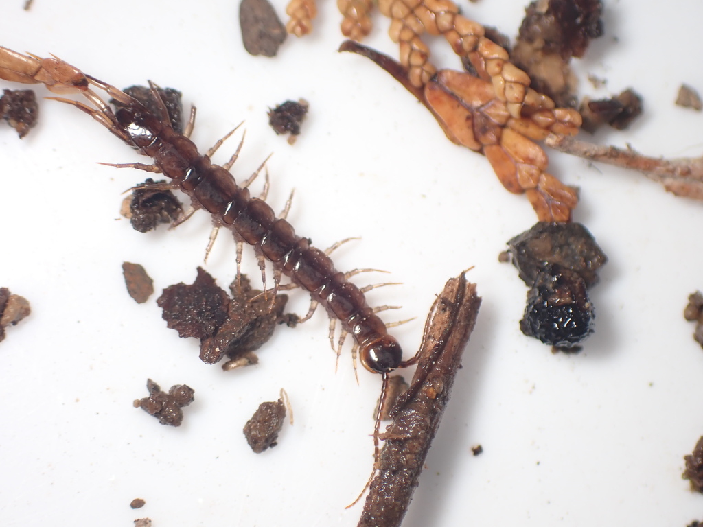 Lithobiidae in February 2026 by meshi. Sifting · iNaturalist