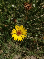 Grindelia pulchella
