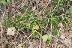 Neoalsomitra clavigera