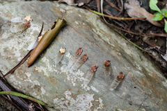 Neoalsomitra clavigera