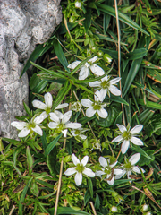 Arenaria ciliata