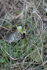 Ophrys exaltata