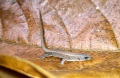 Leposoma scincoides